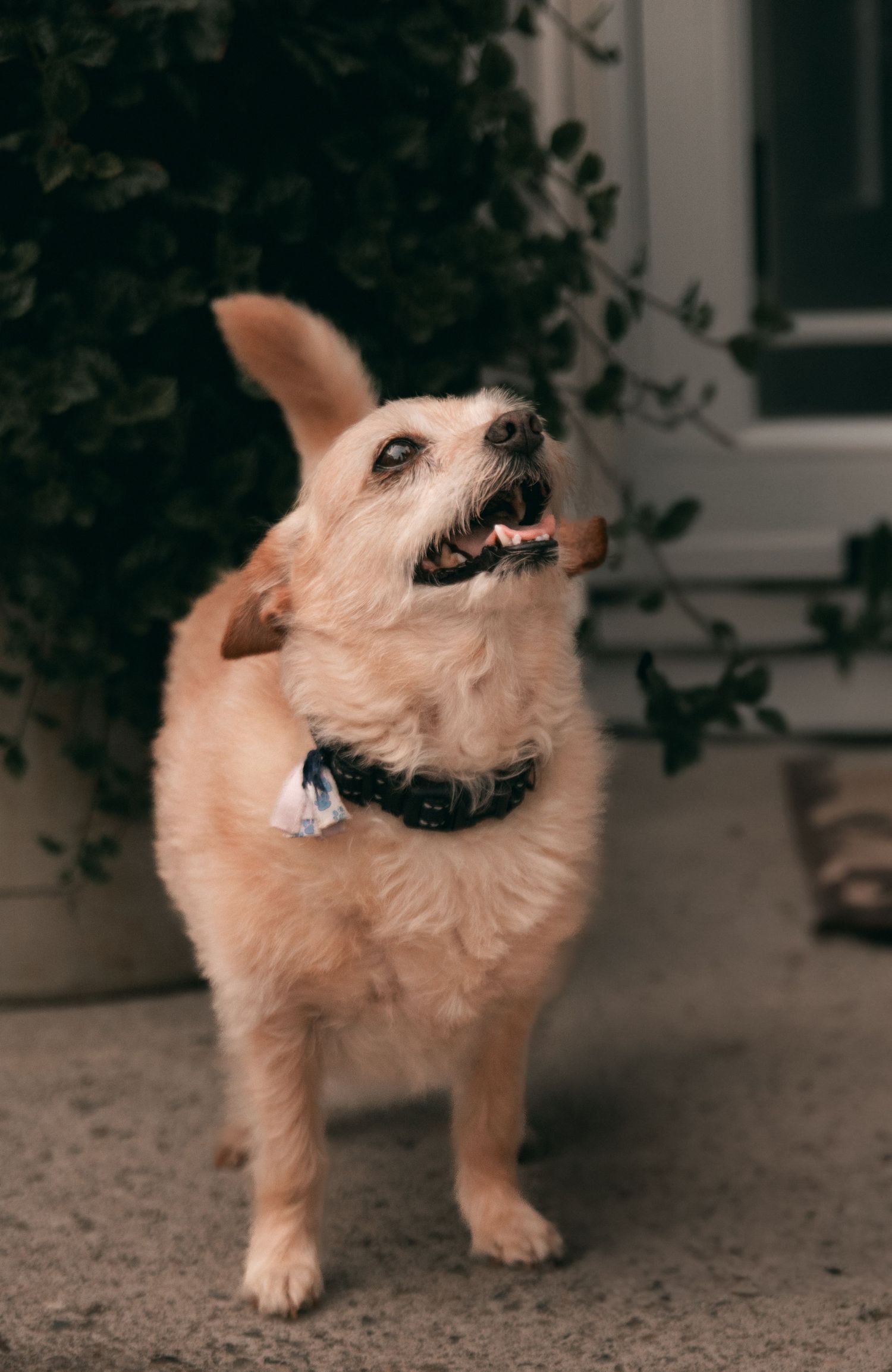 White fluffy dog showing excited expression while playing indoors.