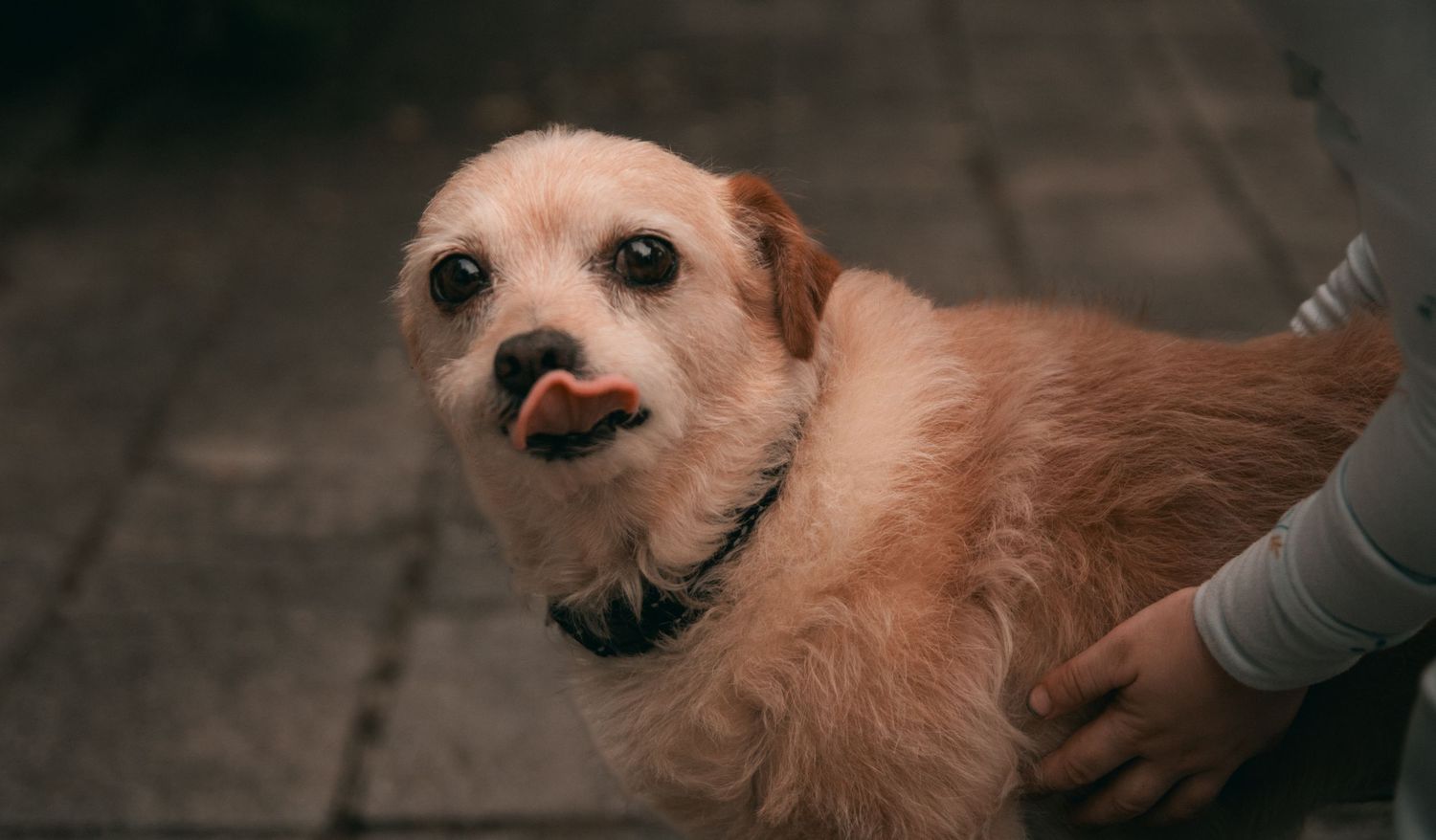 Small terrier mix dogs playing together with joyful expressions.