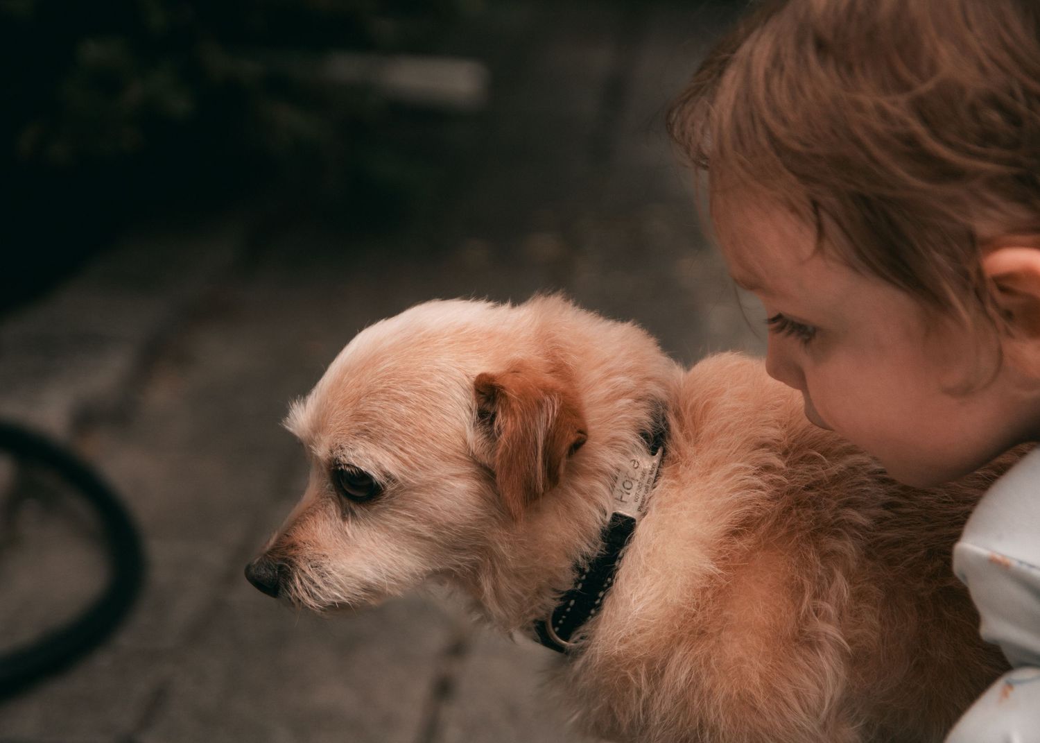 Small dogs interacting playfully with someone in indoor setting.