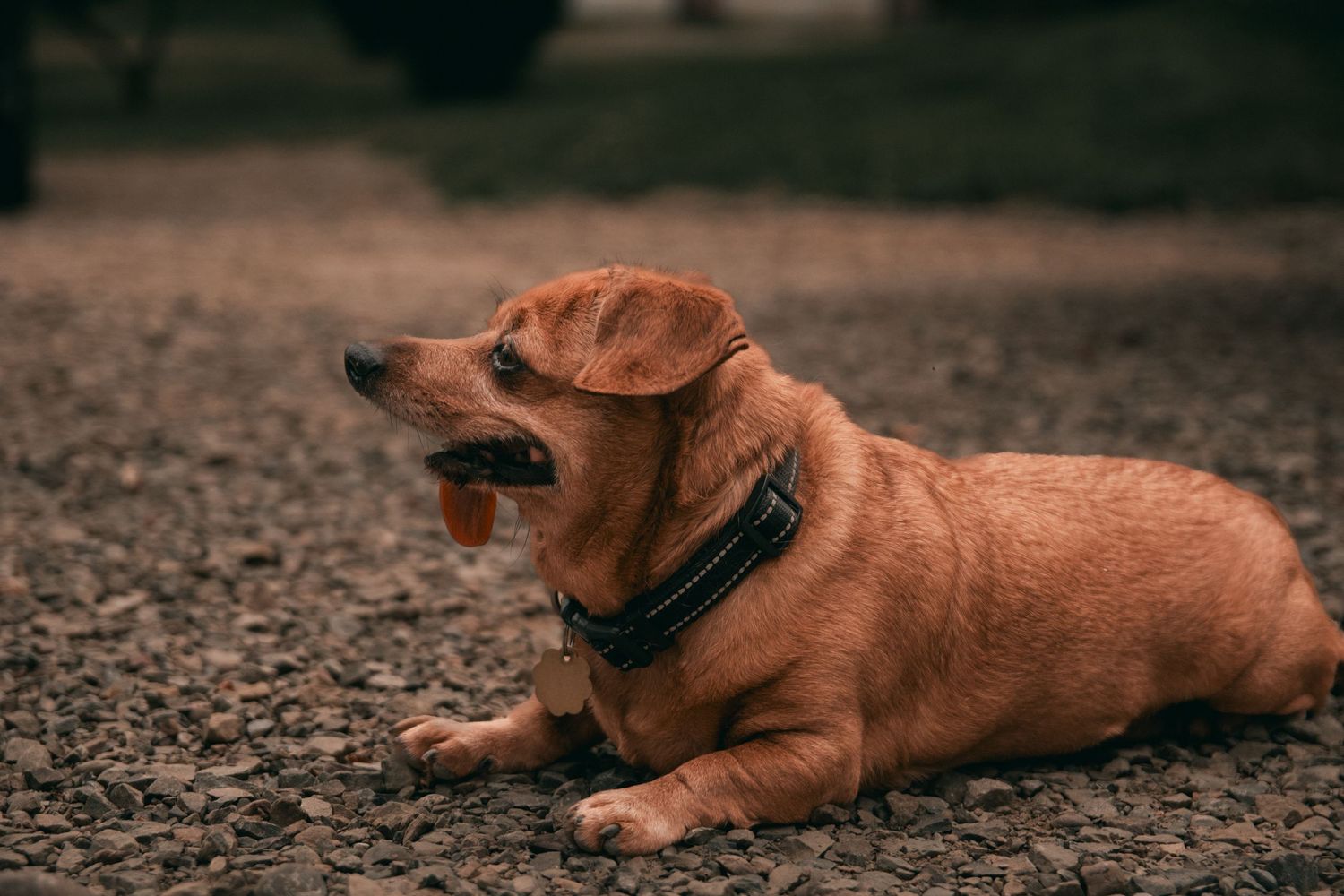 Brown dachshund dogs relaxing on outdoor gravel surface.