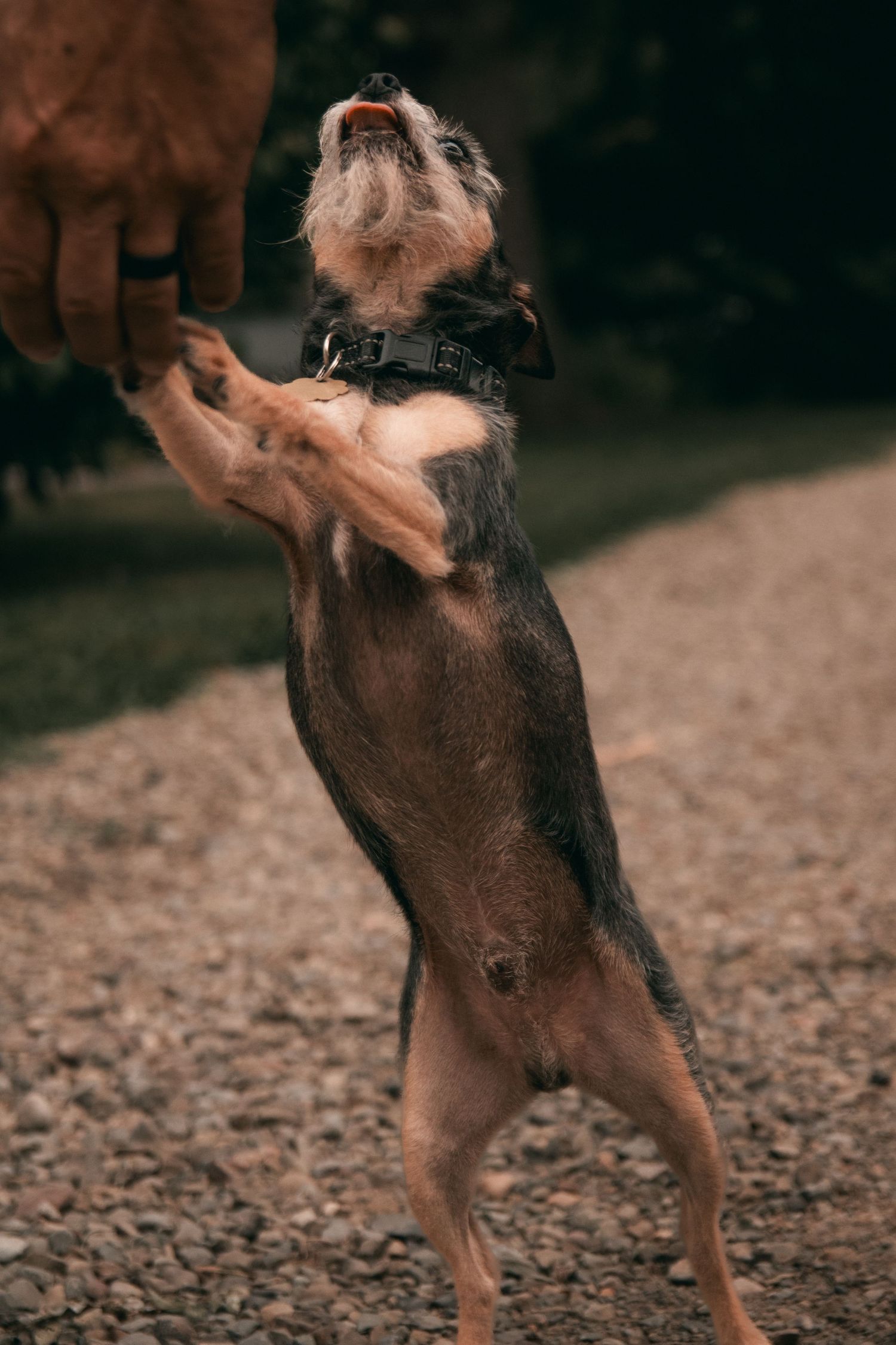 Energetic brown dogs jumping and playing on gravel ground.