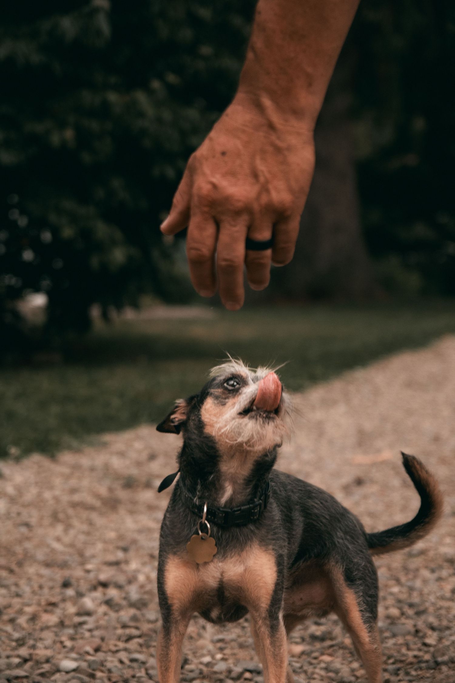 A small dog looks up eagerly at a person's hand reaching down to pet it on a gravel surface.