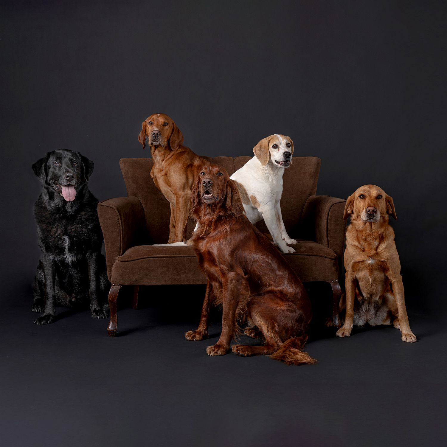 Several dogs of different breeds and colors pose together on a brown leather couch against a dark background.