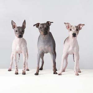 Three adorable American Hairless Terrier puppies with distinctive pink skin tones stand together against white backdrop.