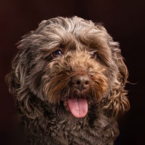 Shaggy brown dog with messy fur showing tongue and playful expression against dark background.
