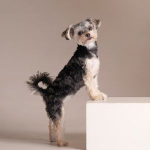 A small black and white Schnauzer mix dog stands with front paws on a white platform against a neutral background.