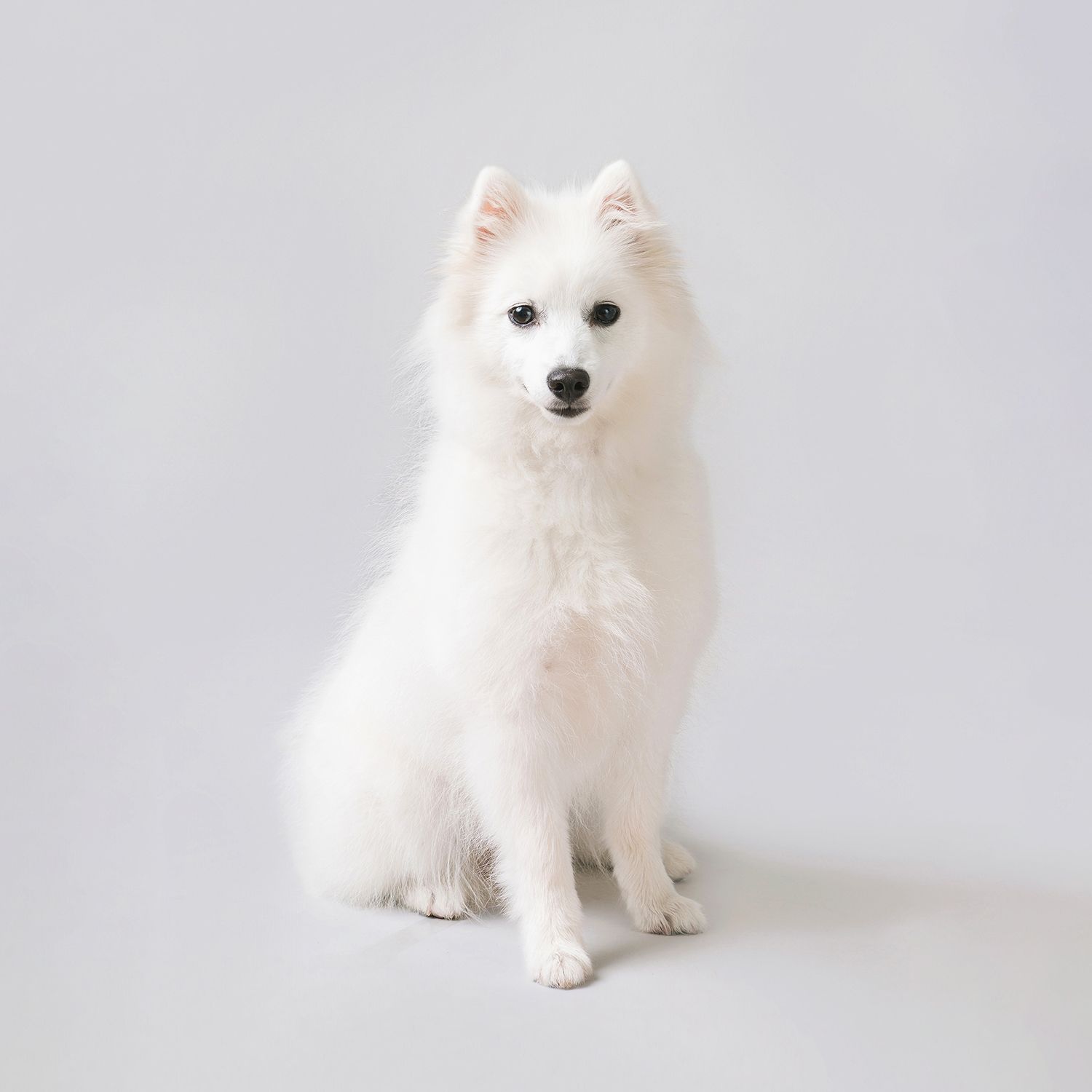 A beautiful white Japanese Spitz dog sits gracefully against a white background, showcasing its fluffy coat.
