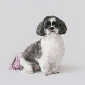 A black and white Shih Tzu dog is shown in multiple poses against a white studio background.