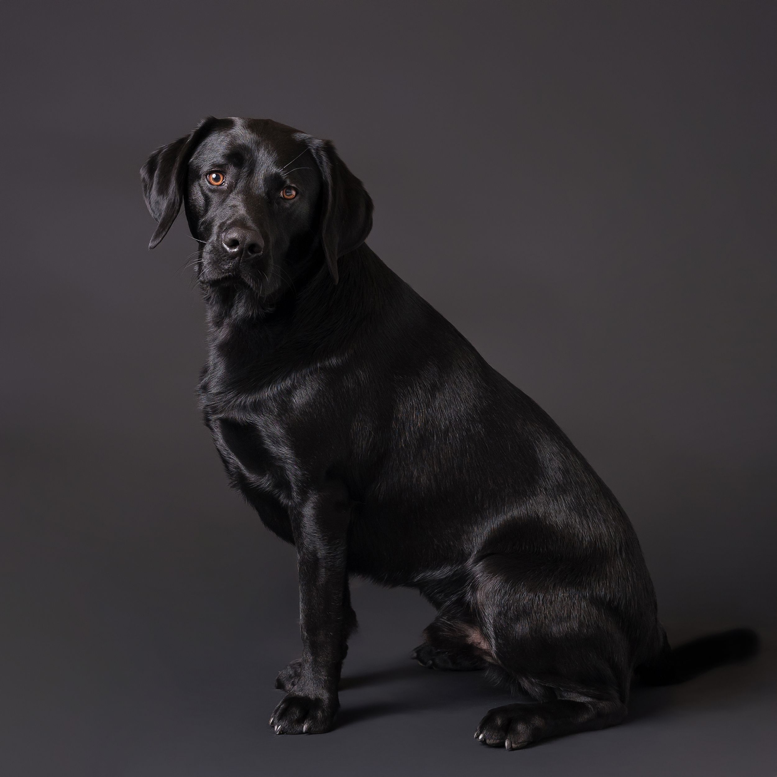 Black Labrador dog sitting in profile against dark background in dramatic studio lighting.
