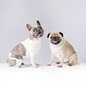 A French Bulldog and Pug sit side by side on a white background, both smiling with their tongues out.
