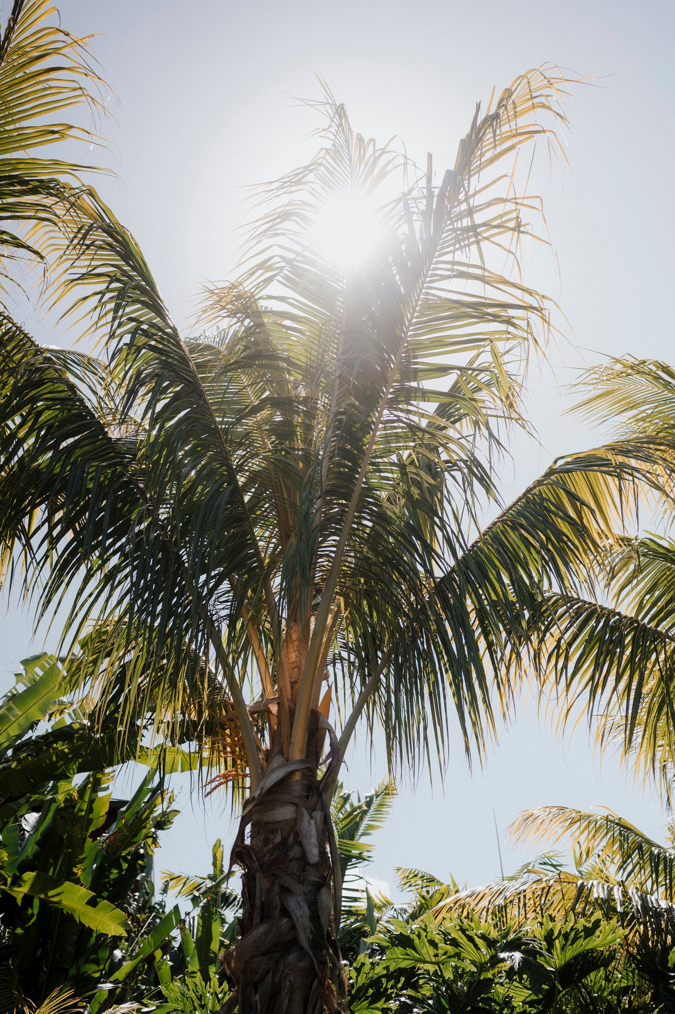 Sunlight filtering through palm fronds creates a dreamy tropical atmosphere.