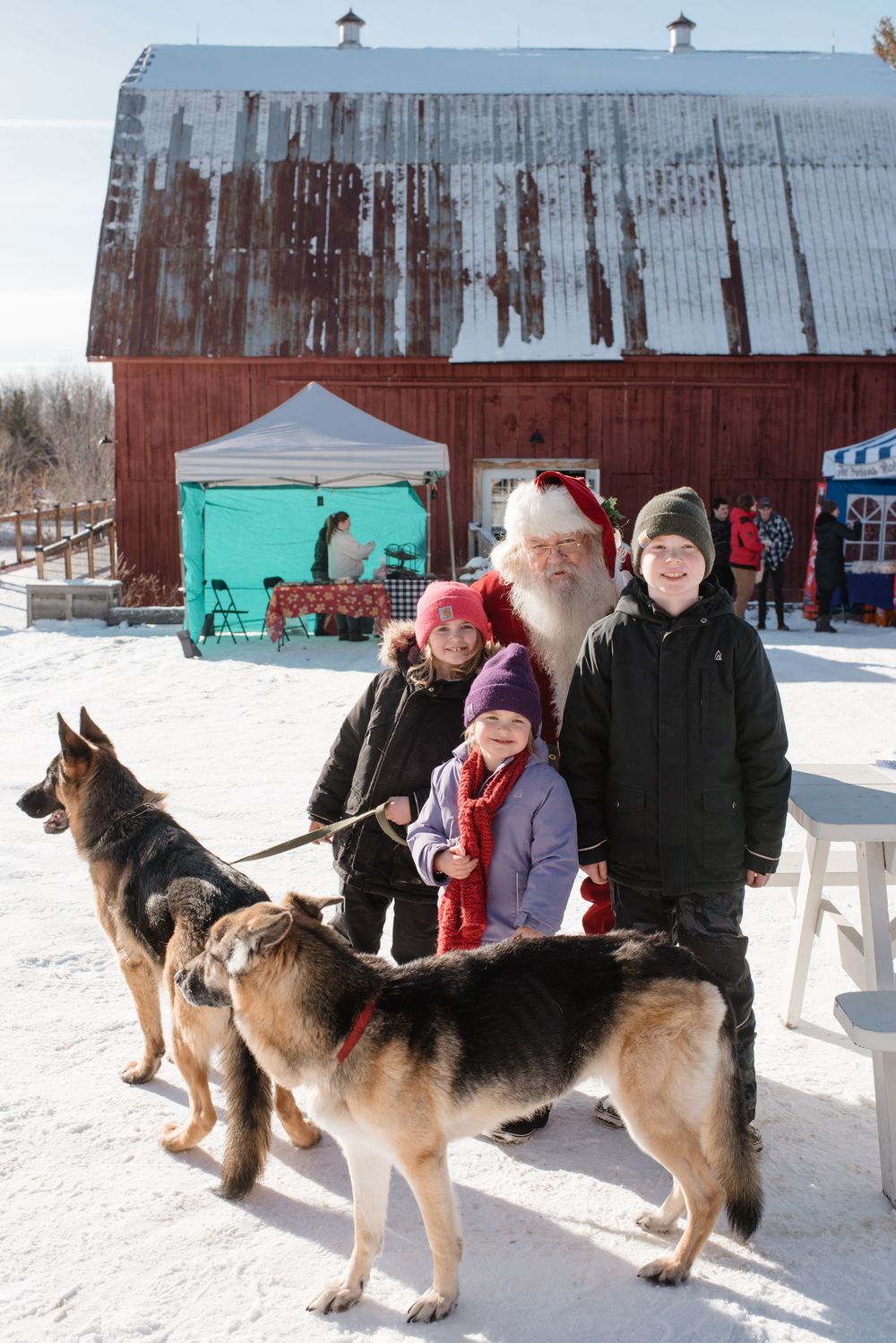 German Shepherd dogs stand in snow near a rustic red barn at a winter outdoor event.