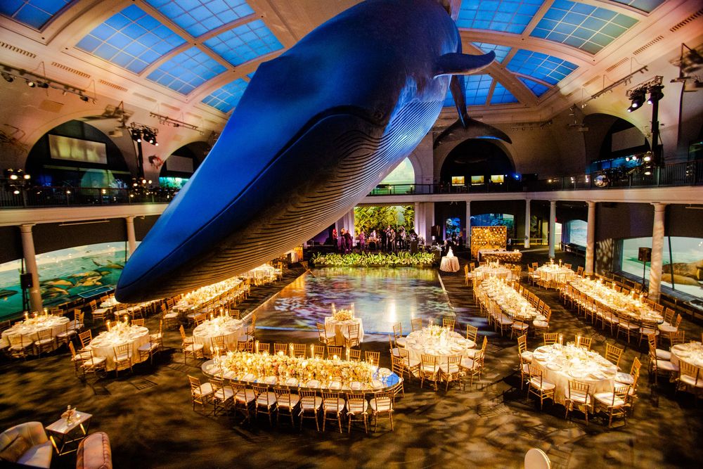 Museum hall with massive blue whale model suspended from ceiling and circular dining tables below.