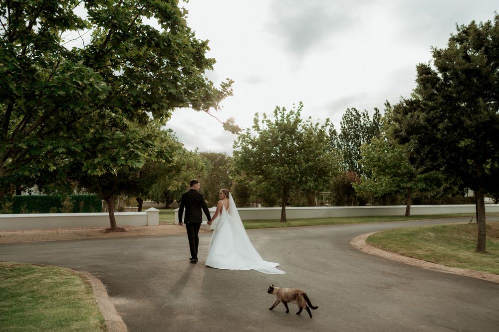 A wedding couple walks along a curved path with a cat surrounded by trees at Loch Lynne Wine Estate