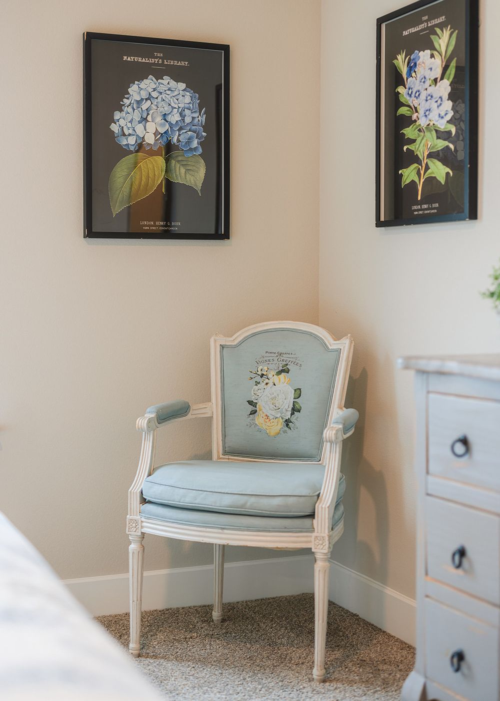 Elegant French provincial chair with blue upholstery sits beneath vintage botanical hydrangea prints in a cozy corner.