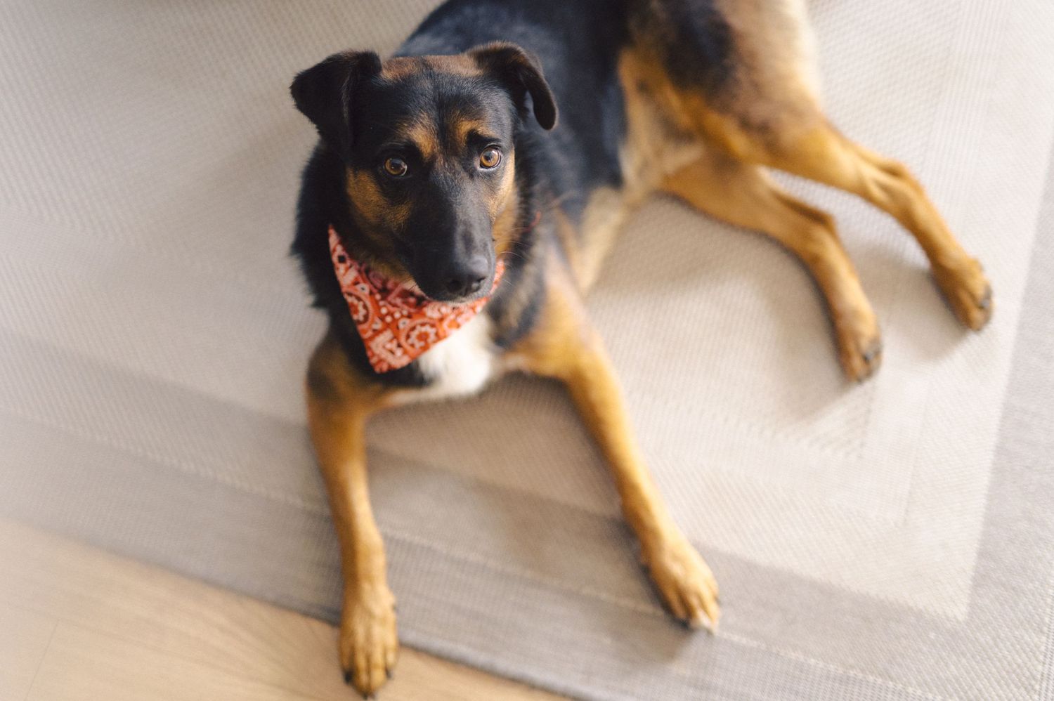Black and tan dog wearing an orange bandana lies on light hardwood floor.