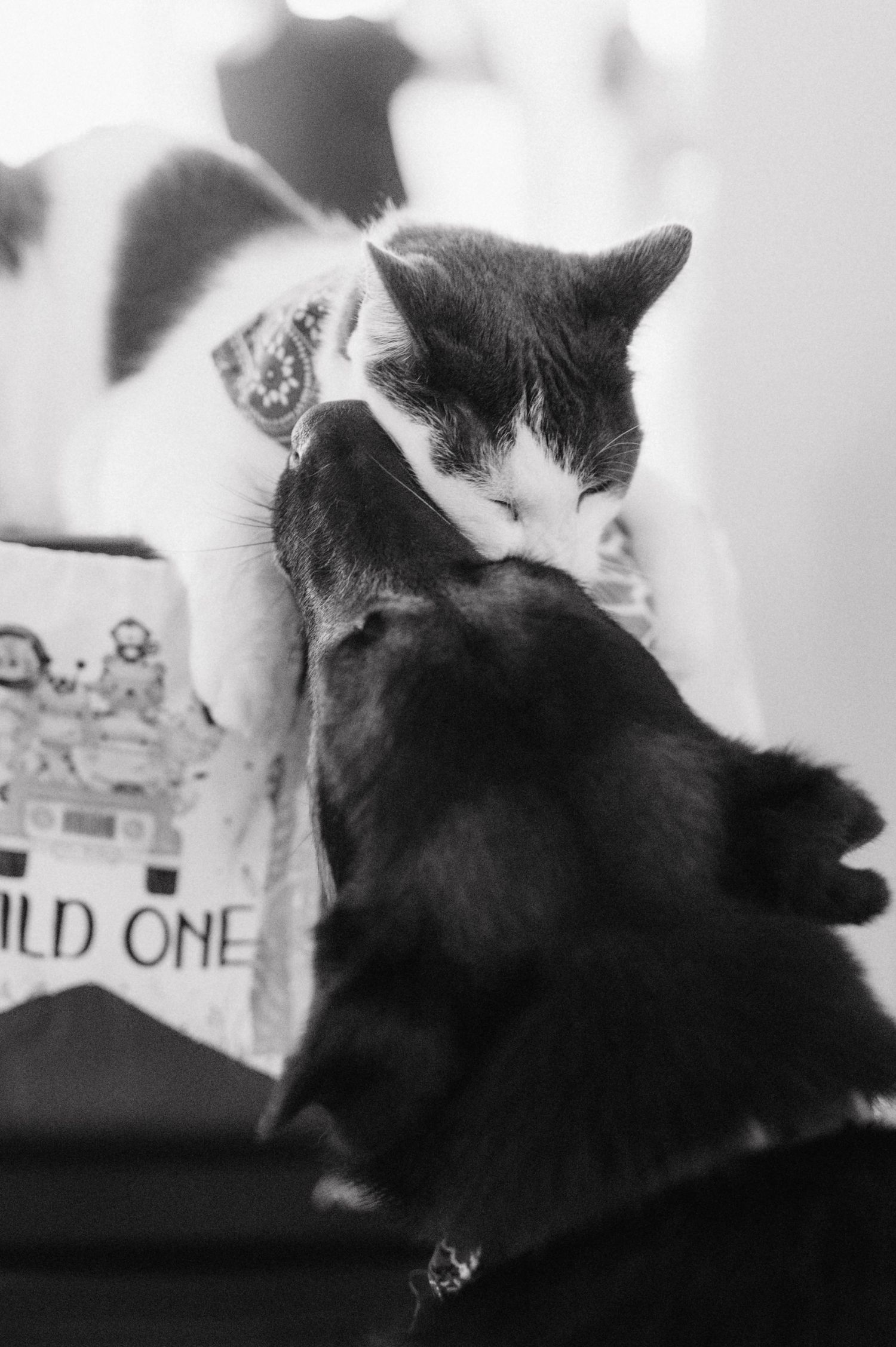 A black and white cat sits beside a blurred magazine or book, captured in monochrome photography.