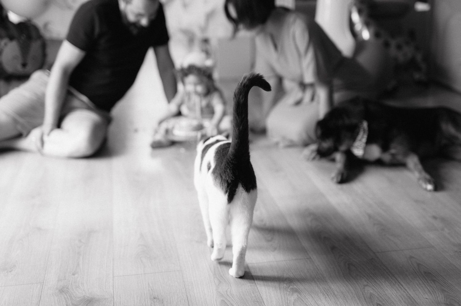 A black and white cat strutting confidently across a wooden floor while people sit in the background.