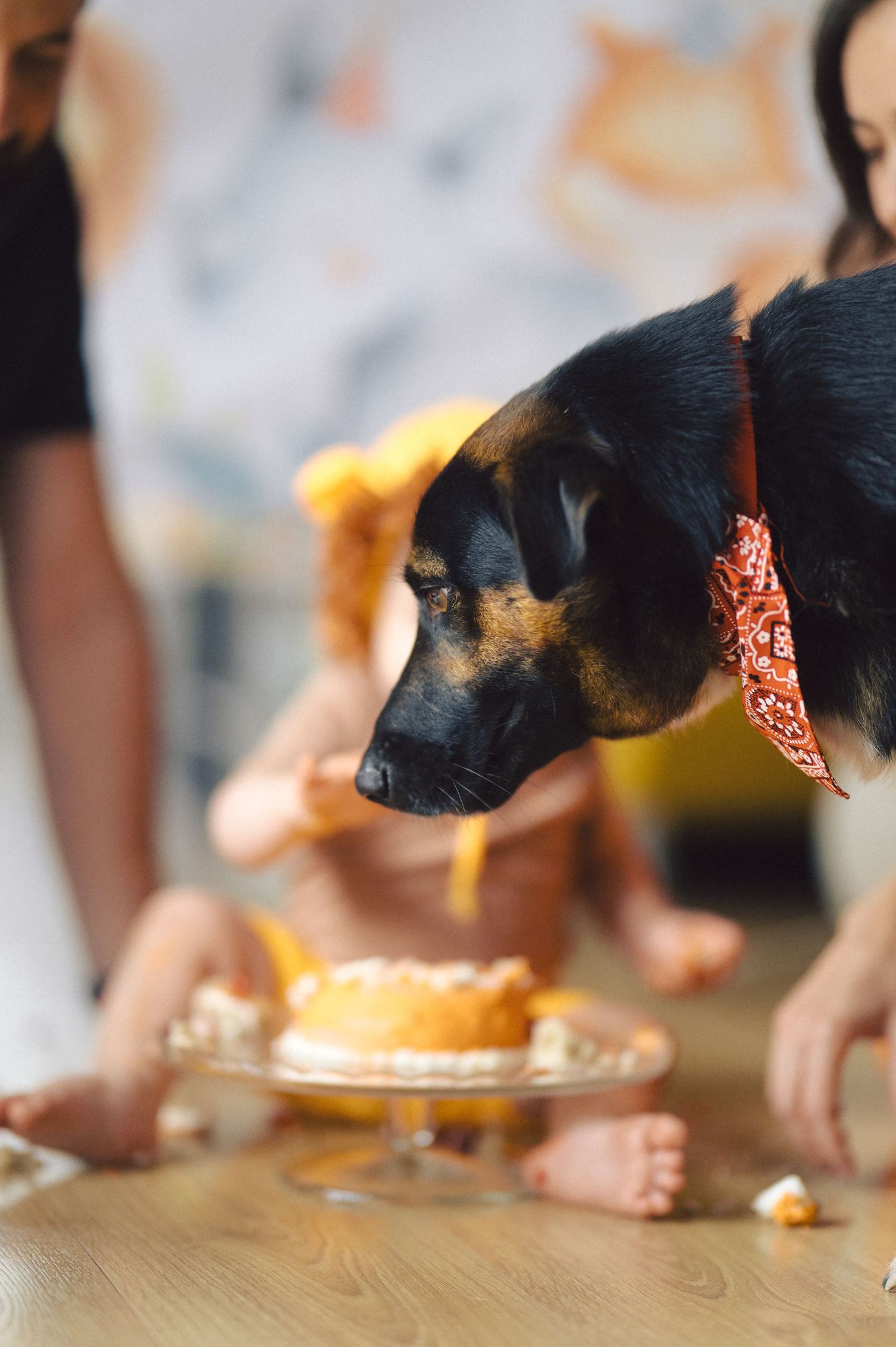 Small black dog with red bandana sniffs birthday cake on wooden table during celebration event.