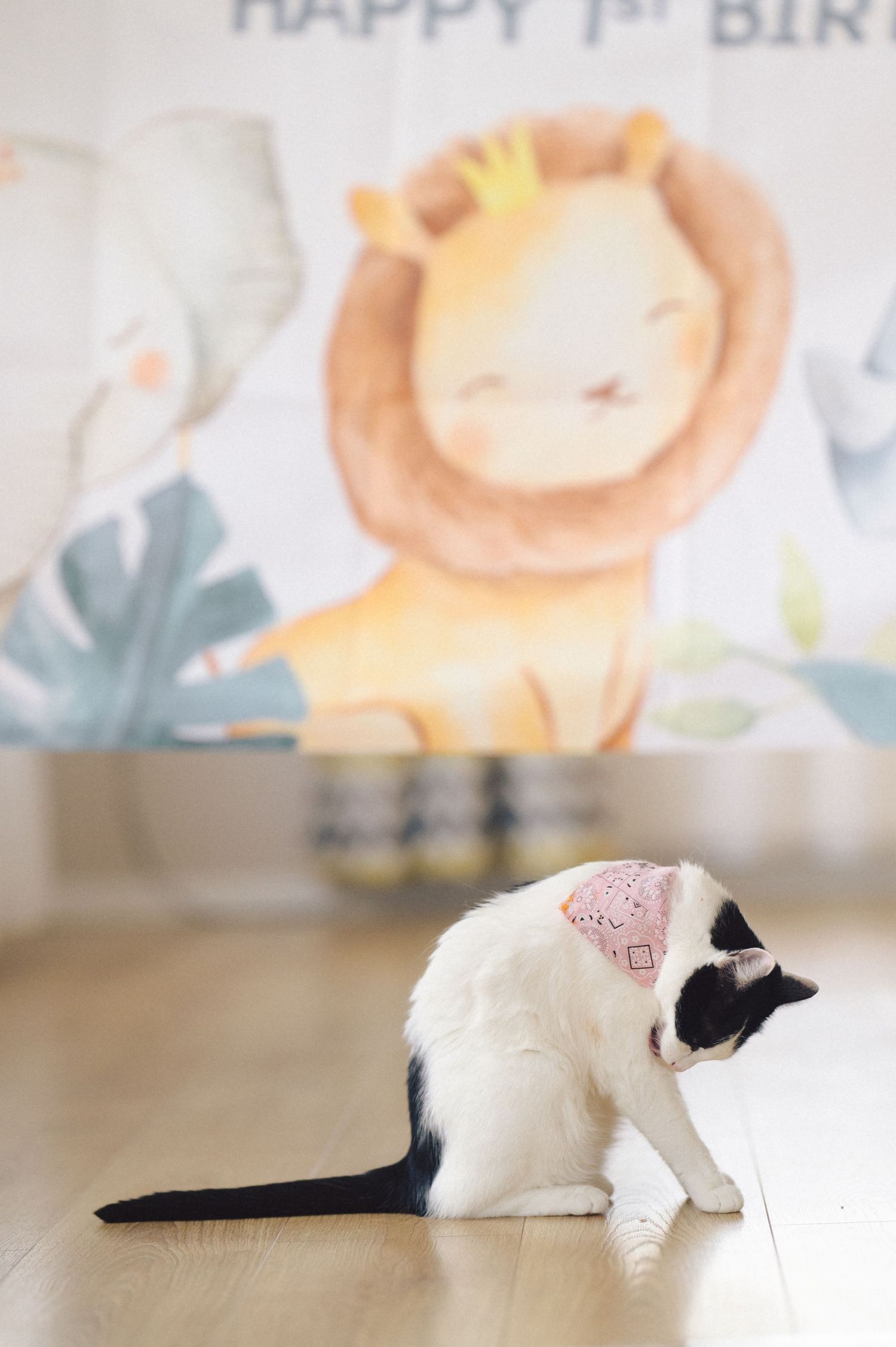A black and white cat lying stretched out on a light colored floor, partially visible across multiple repeated frames.