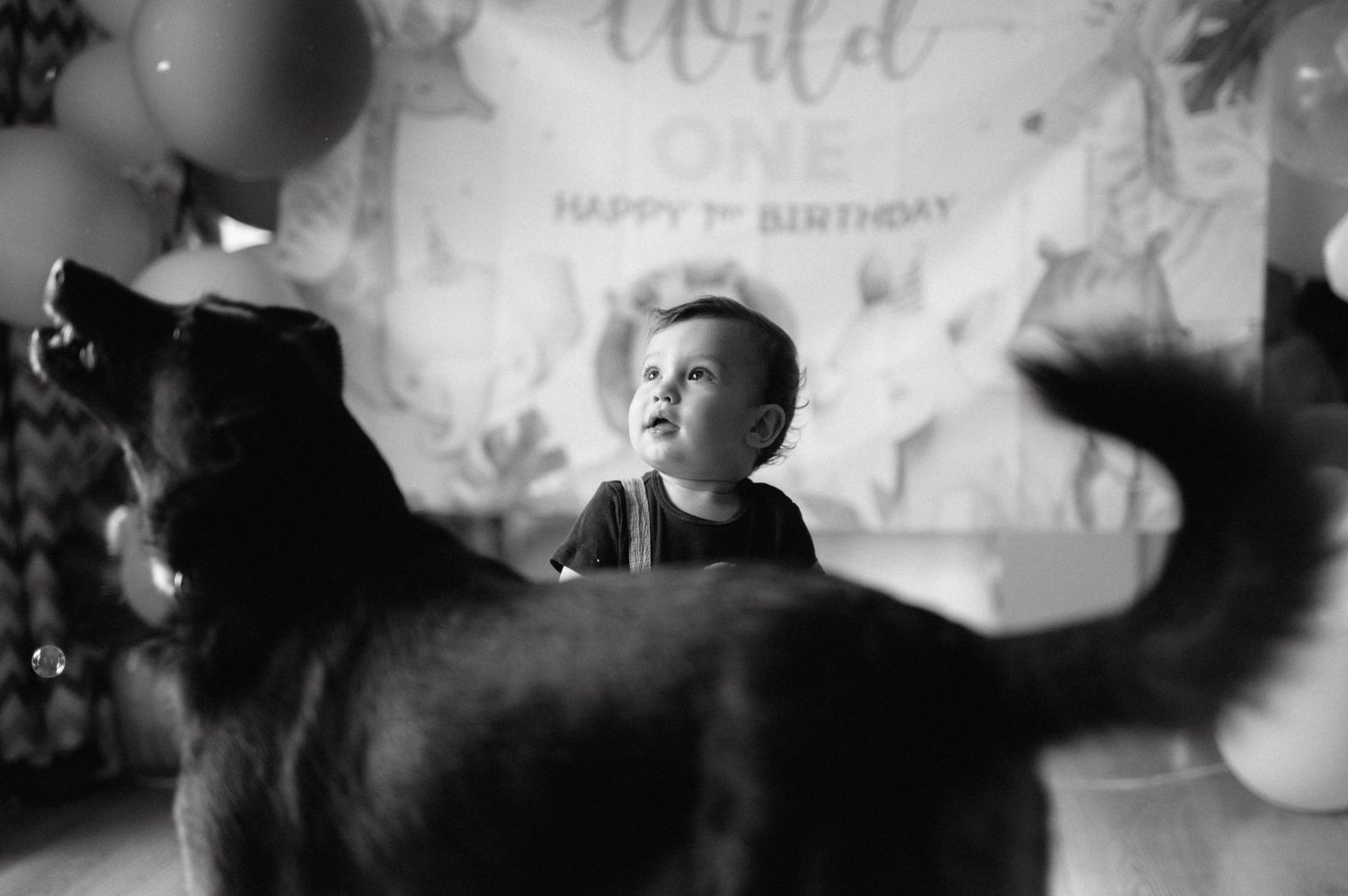 A black and white photo showing dogs in the foreground with party decorations and balloons in the background.