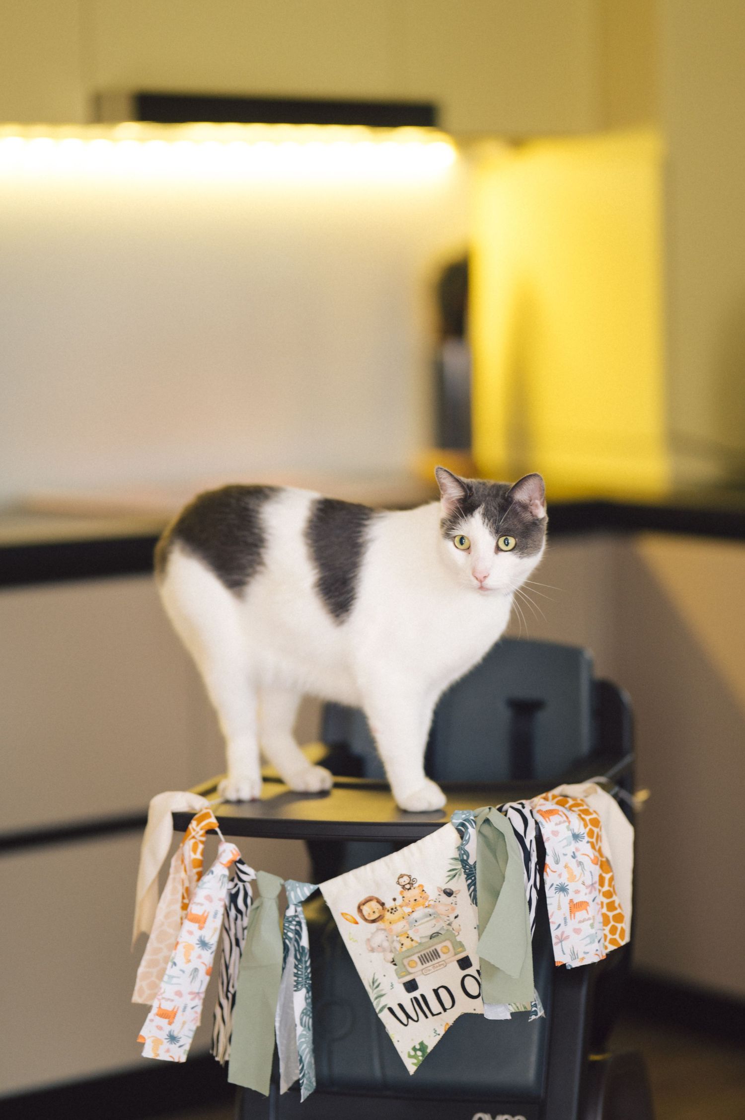 White and black cat walks along a row of paper cutouts balanced on top of a black desk or surface.