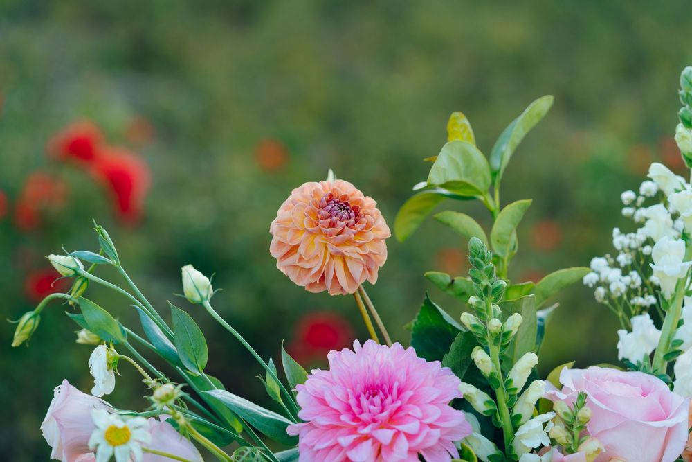 Colorful garden flowers featuring pink and peach dahlias with greenery.