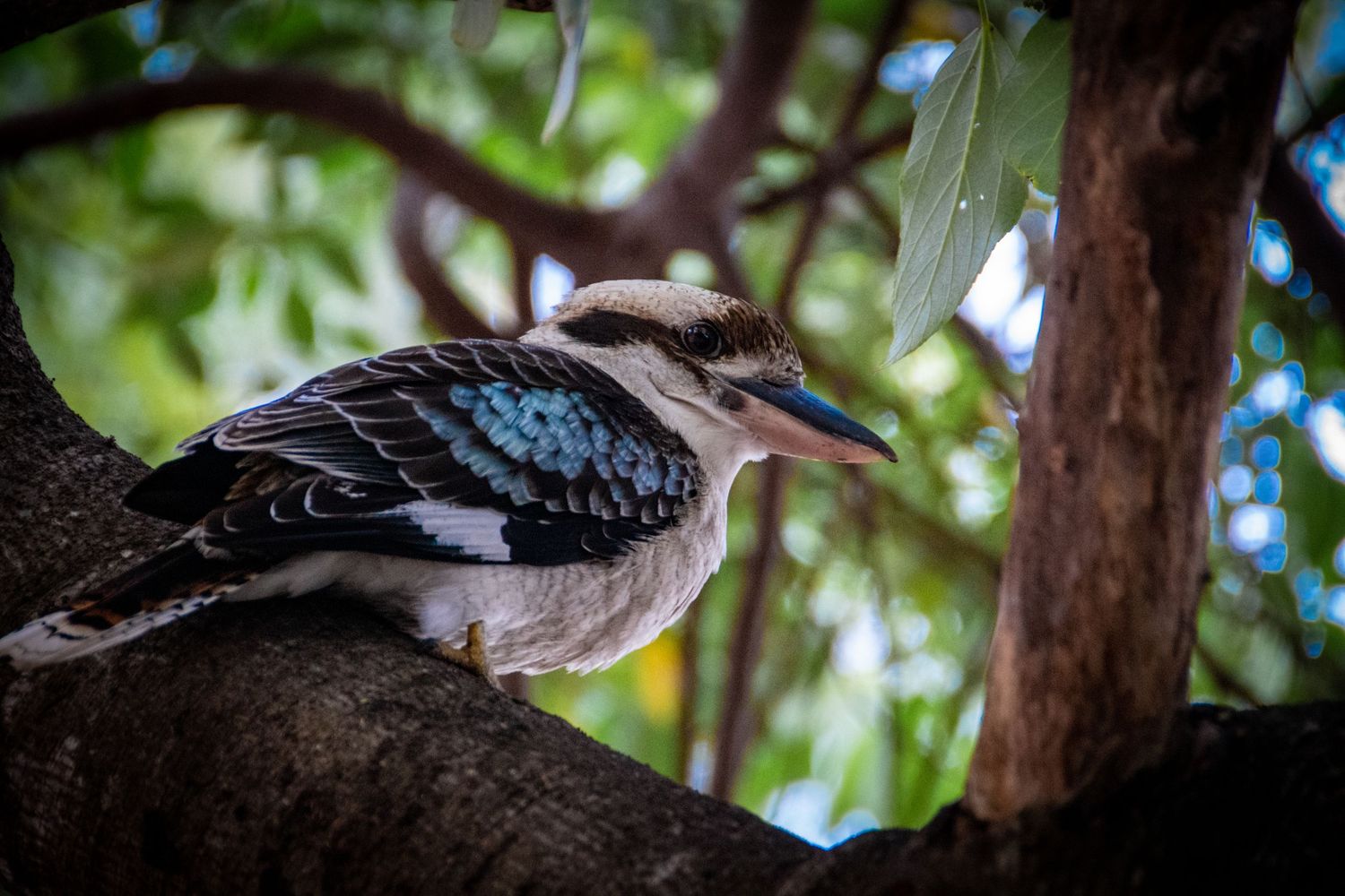 Kookaburra perché sur une branche dans la forêt australienne, détails nets de son plumage bleu et brun