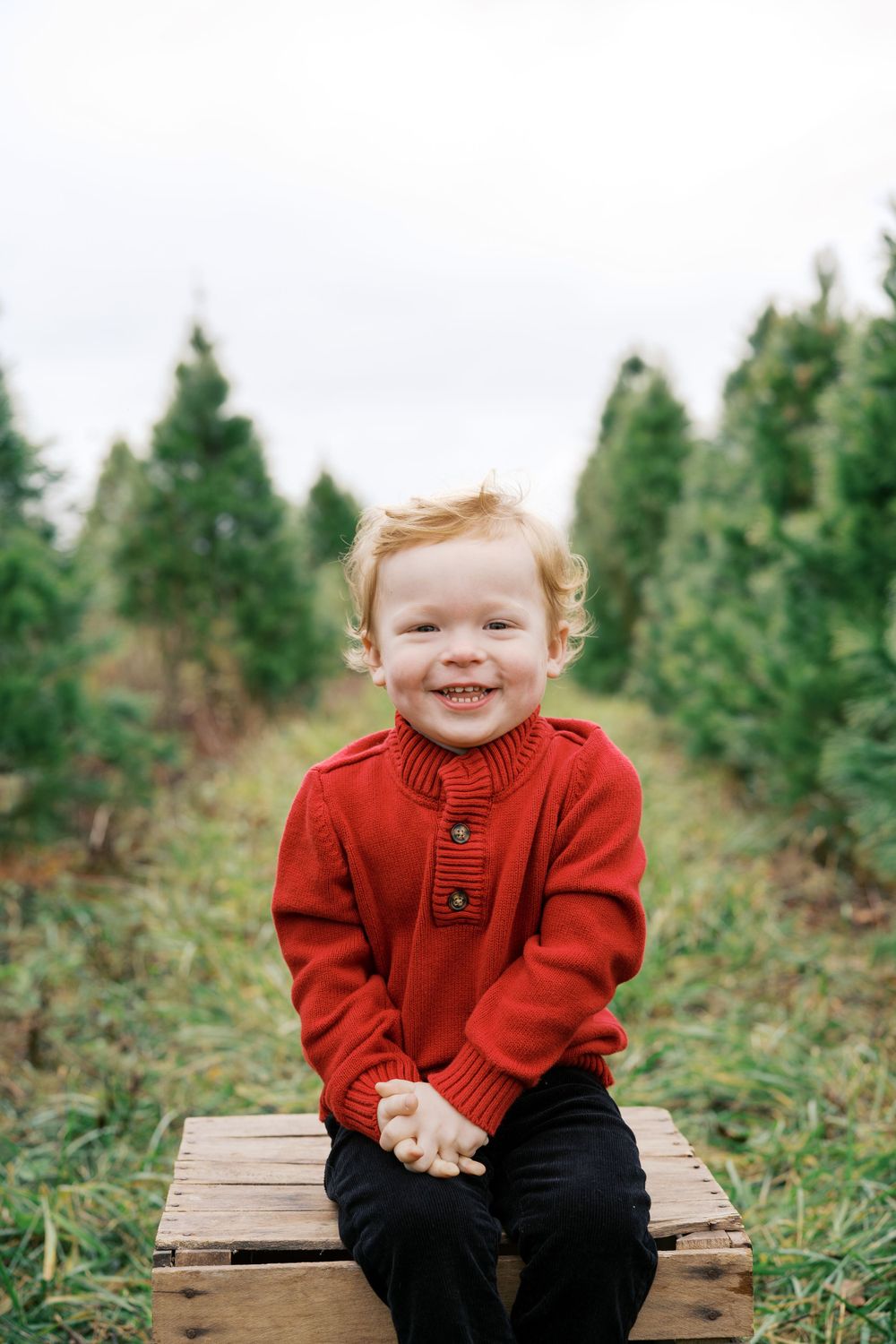 Delighted child in red sweater sitting on wooden crate at Christmas tree farm.