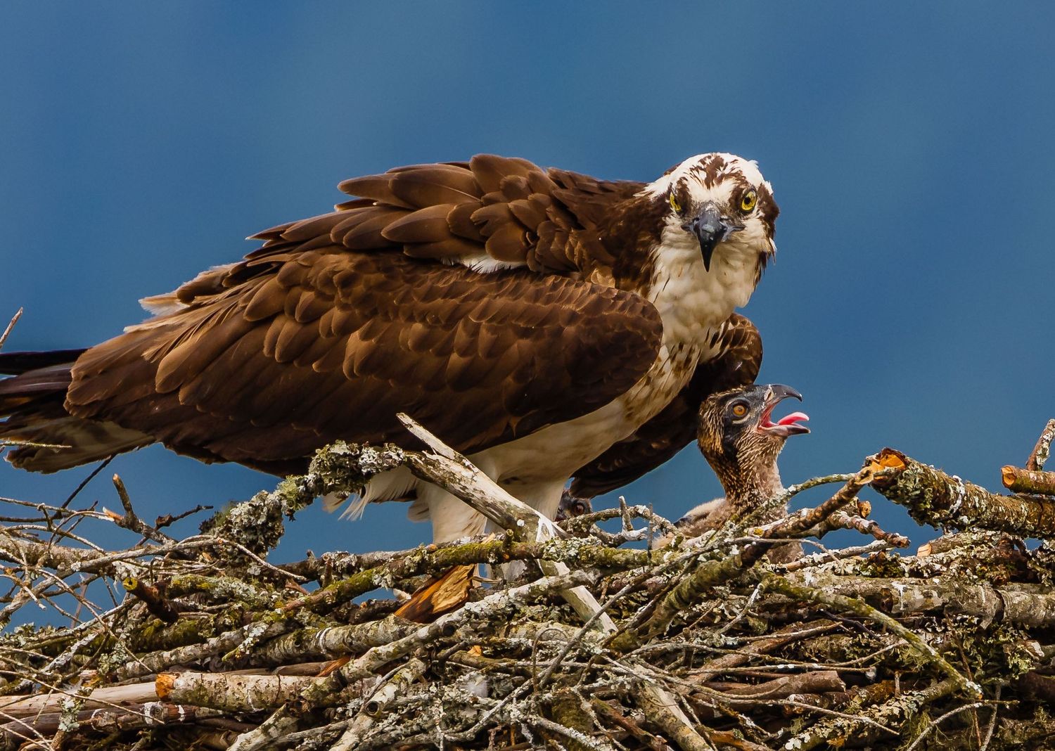 Osprey, Pitt Lake, Pitt Meadows