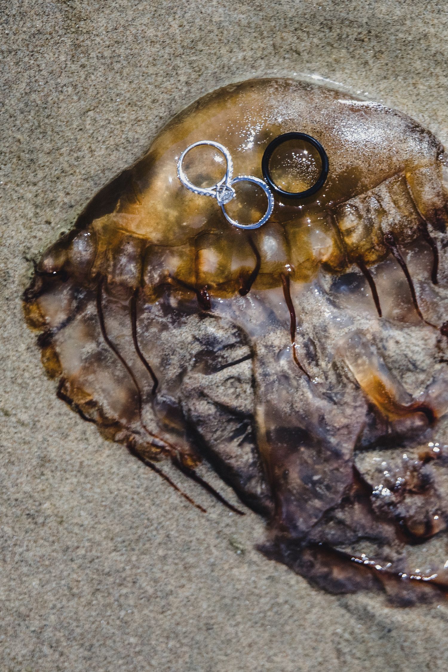 Wedding rings resting on a washed-up jellyfish on sandy beach, unique coastal marriage proposal concept.