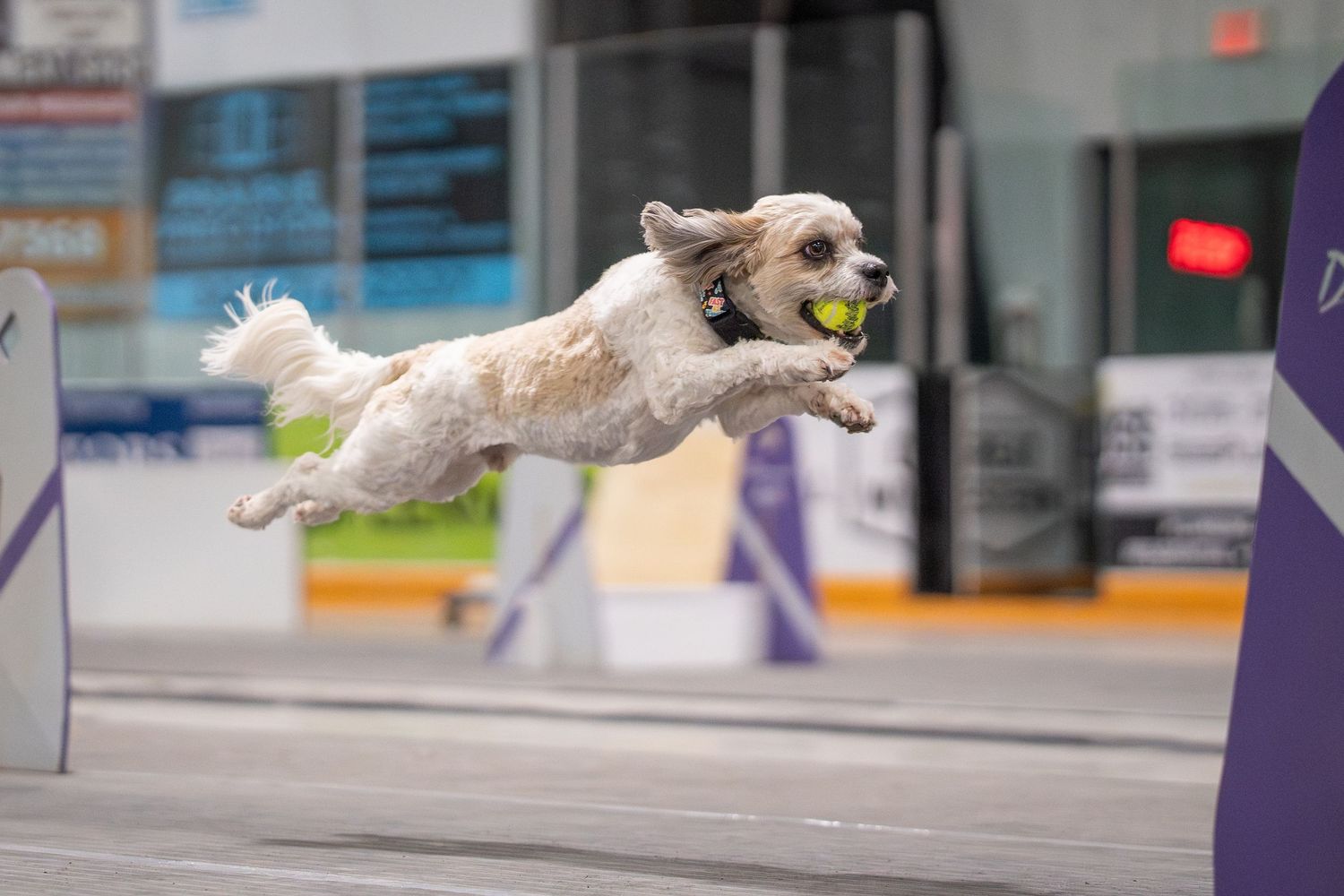 A fluffy white dog leaps through the air with a tennis ball in its mouth during a flyball competition.