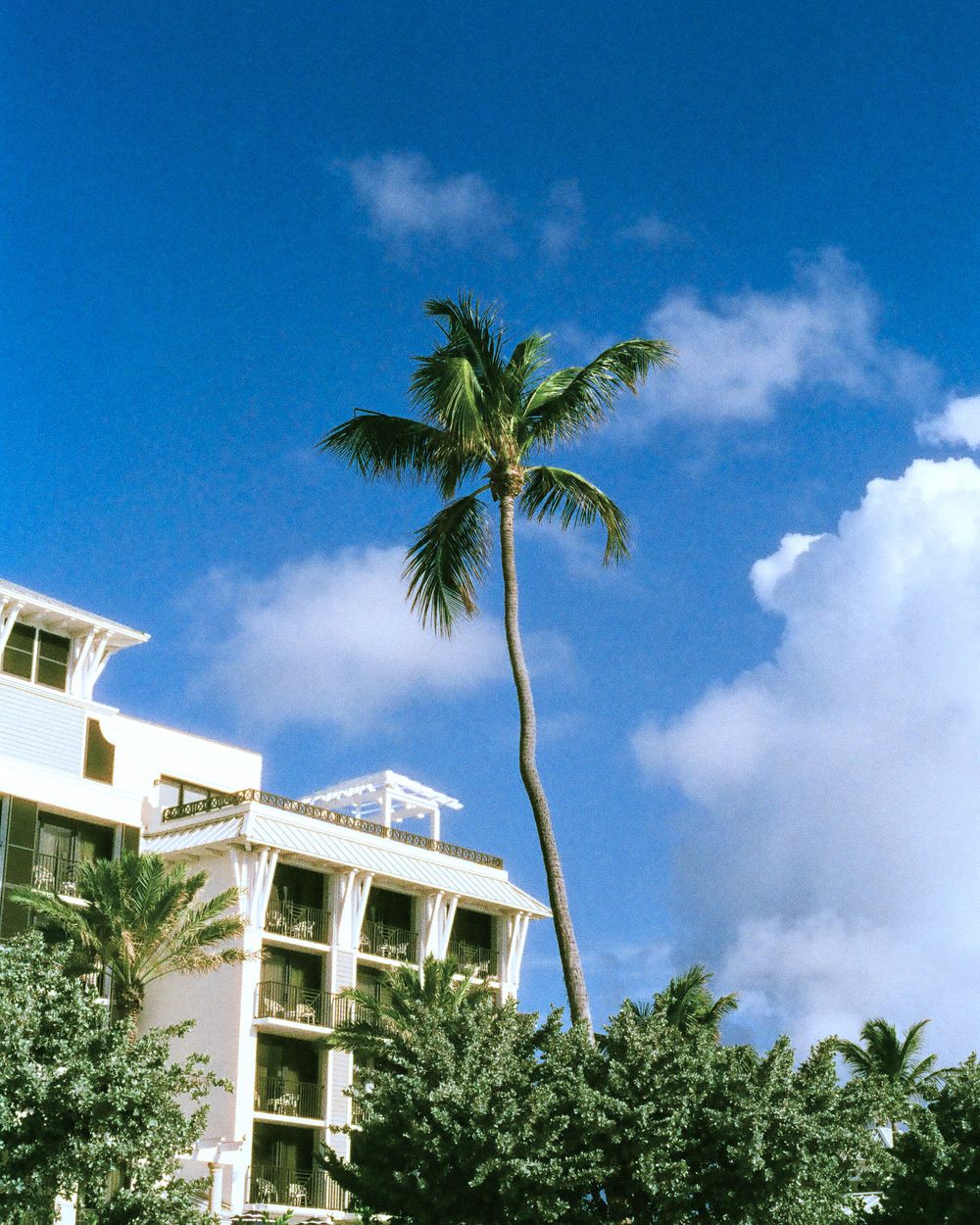 Tall palm tree against blue sky with white clouds beside a white multi-story tropical resort hotel building.