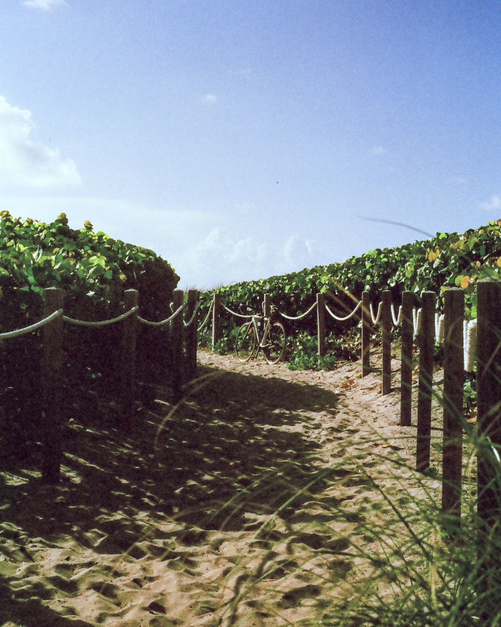 Sandy beach pathway lined with wooden posts and rope fencing leading through lush green tropical vegetation.