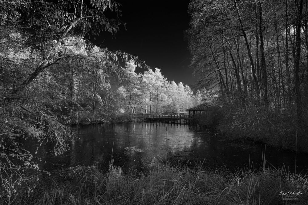 Black and white infrared image of a tranquil forest pond with glowing white trees and a wooden bridge in the distance.