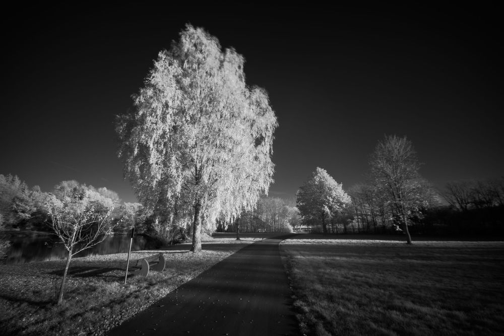 Stunning infrared black and white image of a glowing white birch tree lining a quiet road under a dark sky.