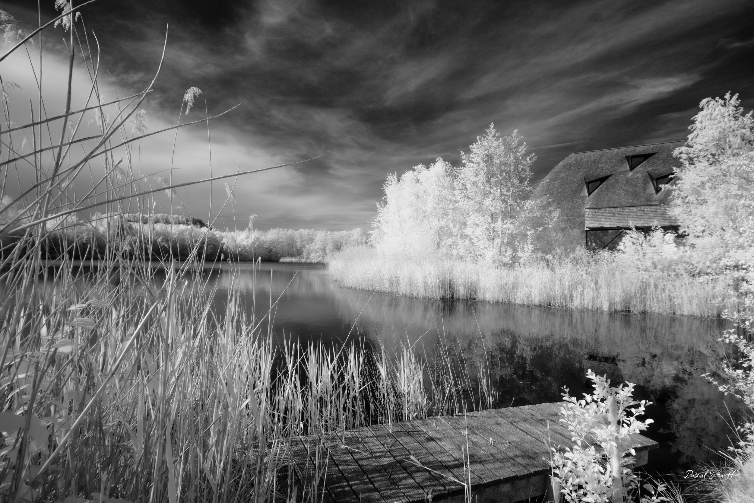 Black and white infrared photo of a serene pond with reeds, white trees, and a wooden dock under dramatic clouds.
