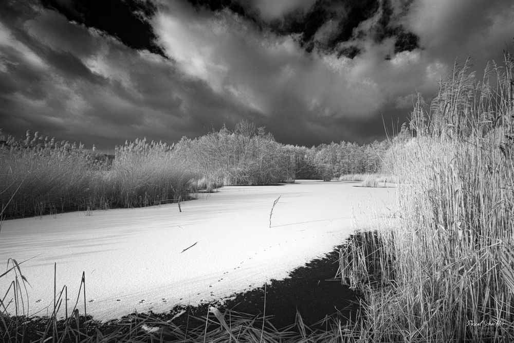 Dramatic infrared black and white photo of a frozen pond surrounded by bright reeds under a stormy cloudy sky.