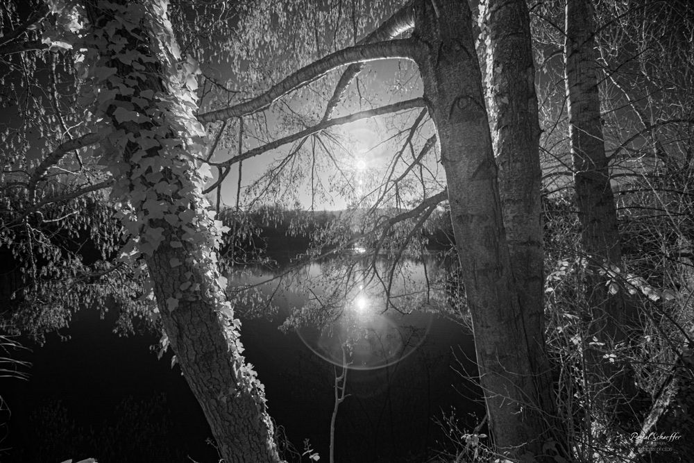 Black and white infrared image of sunlight glowing through dark trees over a reflective river with lens flare.