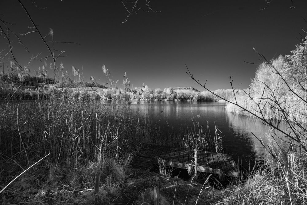 Monochrome infrared landscape of a calm lake surrounded by tall reeds and bare branches under a clear dark sky.