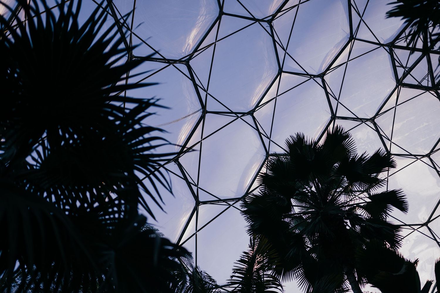 Silhouette of palm trees inside a geodesic dome structure against a twilight sky.