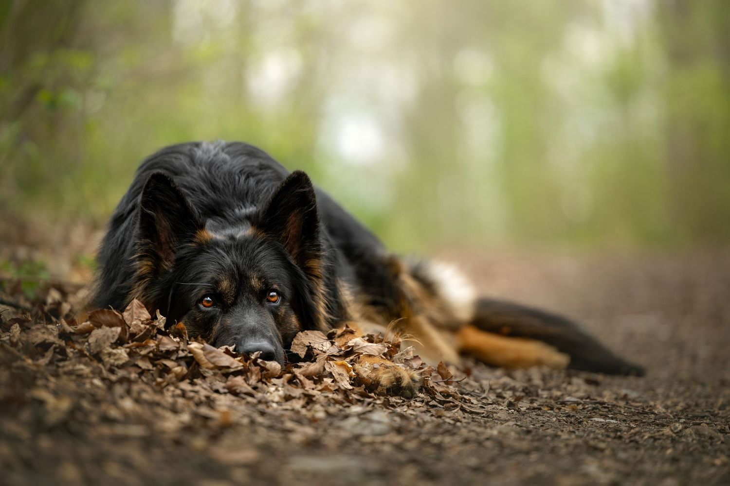 dog photography