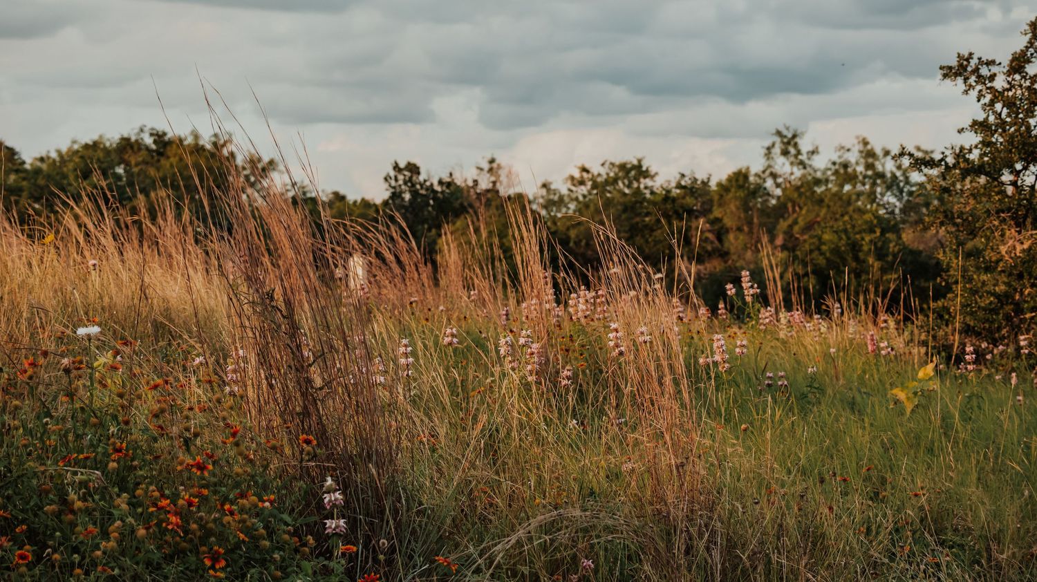 Commons Ford Ranch Metropolitian Park in Austin, Tx | Memories by Jennifer Ely