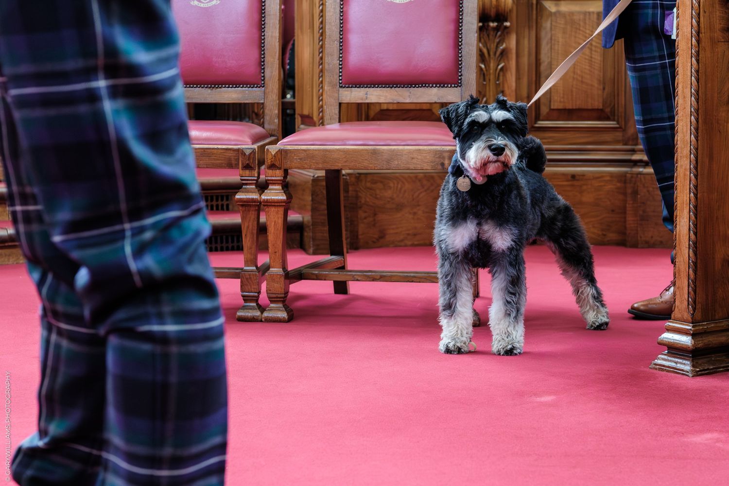 A miniature schnauzer dog on a leash stands on red carpet inside an elegant wood-paneled ceremonial hall.
