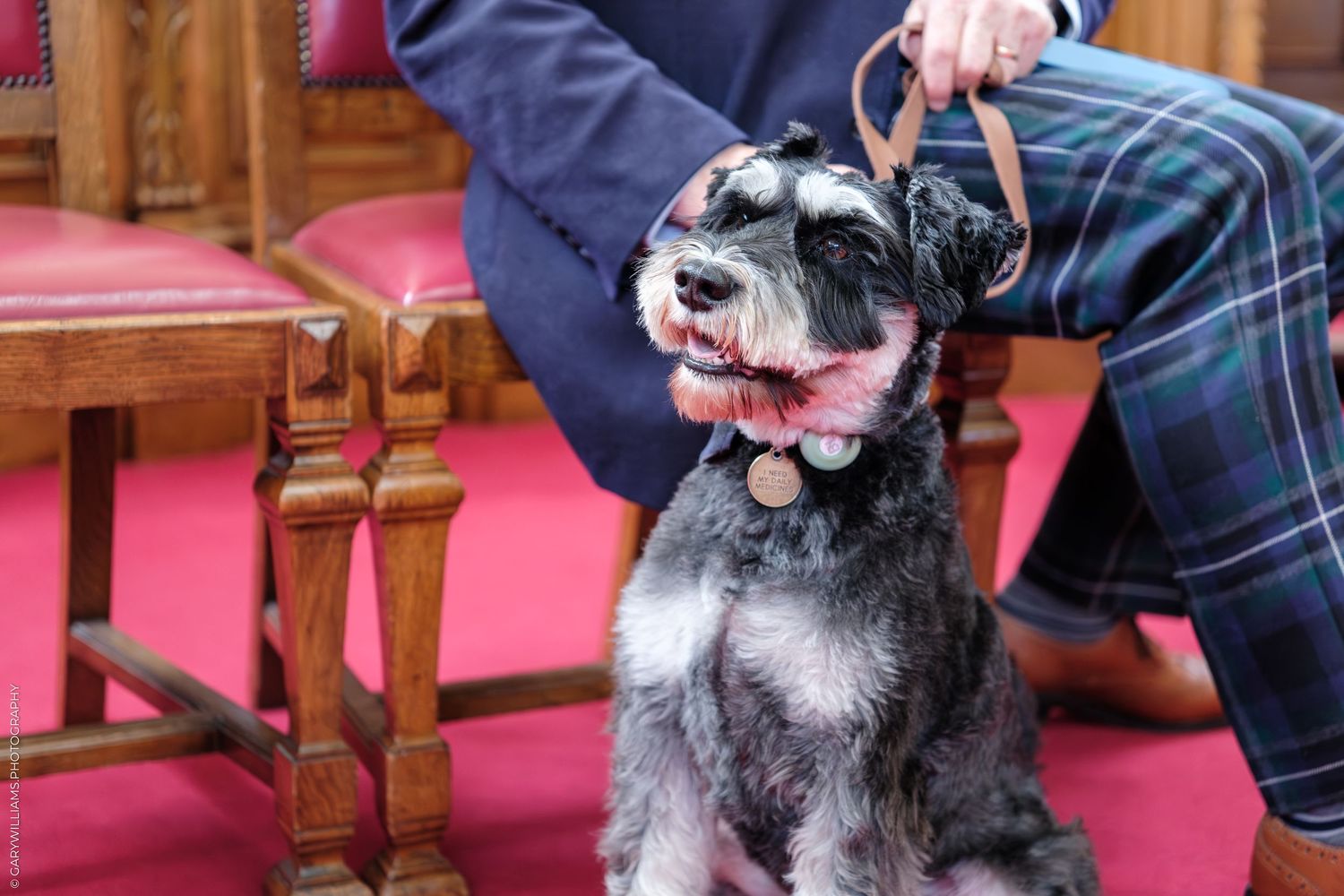 Adorable miniature schnauzer dog sitting on a leash inside a church with red cushioned chairs.