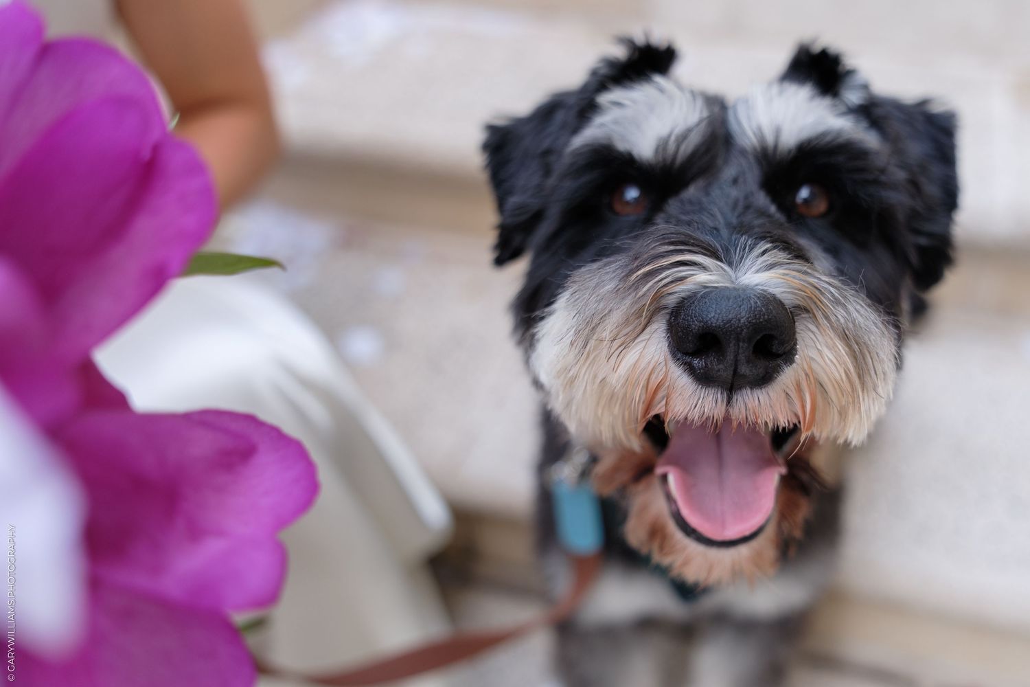 A happy Miniature Schnauzer dog smiling with tongue out near pink flowers on outdoor steps.
