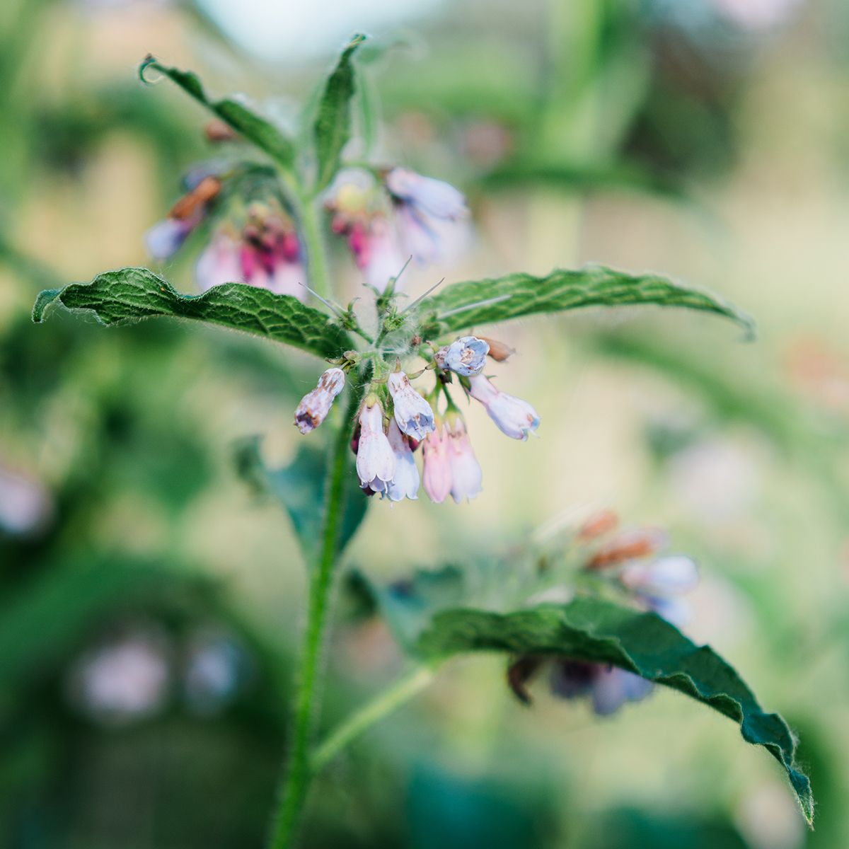 Close-up of comfrey plant with delicate pink and purple bell-shaped flowers and green hairy leaves in soft bokeh background.