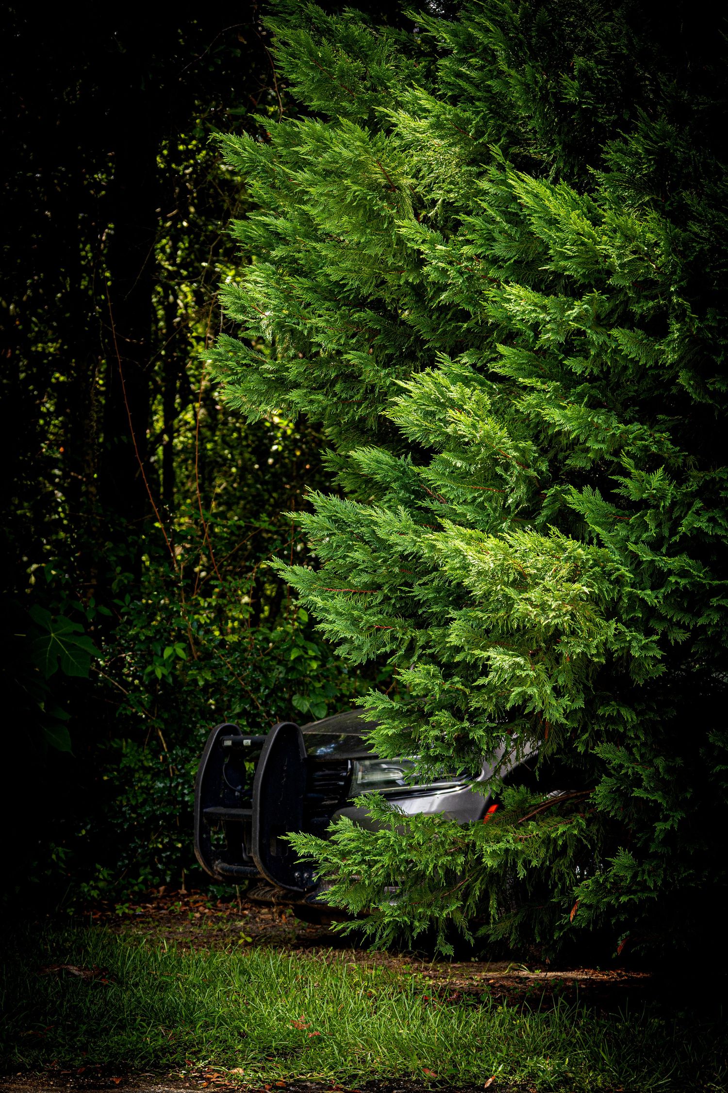 Police Car parked in deep forest lined road