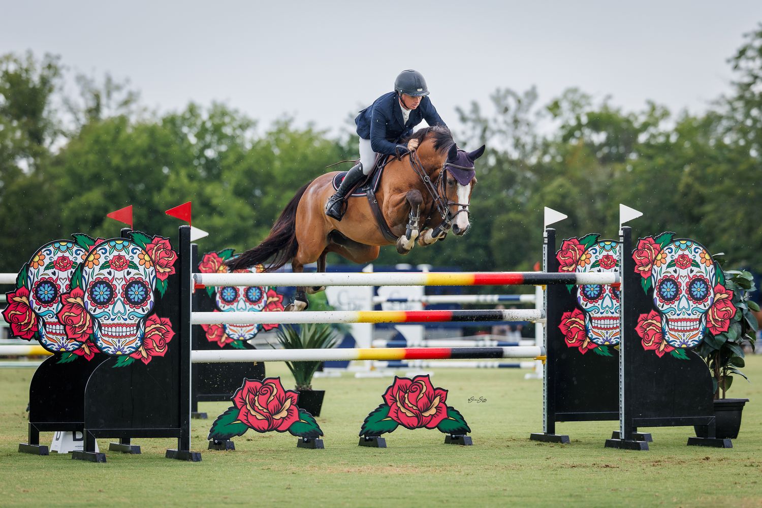 Jamie Kermond of Yandoo Park jumping 1.45m with Yalambi's Lord Byron at Sydney Jumping Association. © Simon Scully, 2026.