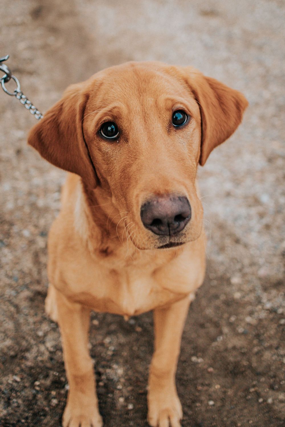 Close-up portraits of tan puppy with expressive eyes on gravel ground.